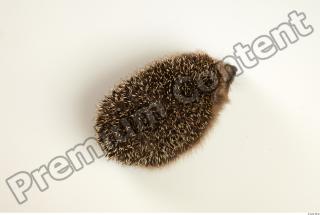 Hedgehog - Erinaceus europaeus  0049